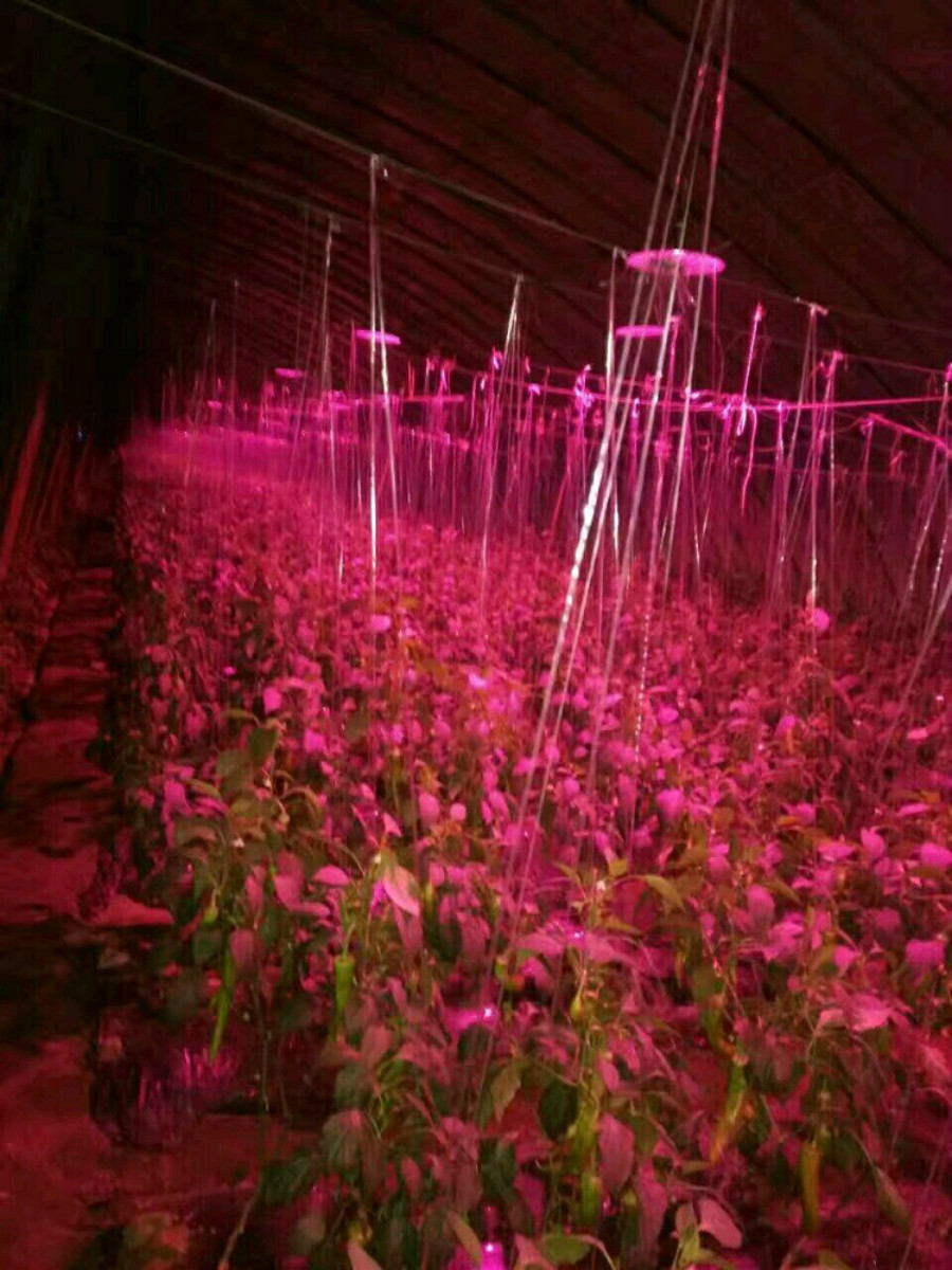 贵州毕节辣椒种植基地使用我司辣椒补光灯的效果案例