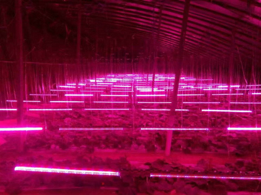 山东黄瓜种植基地使用宏阳照明红蓝光比例的LED黄瓜补光灯