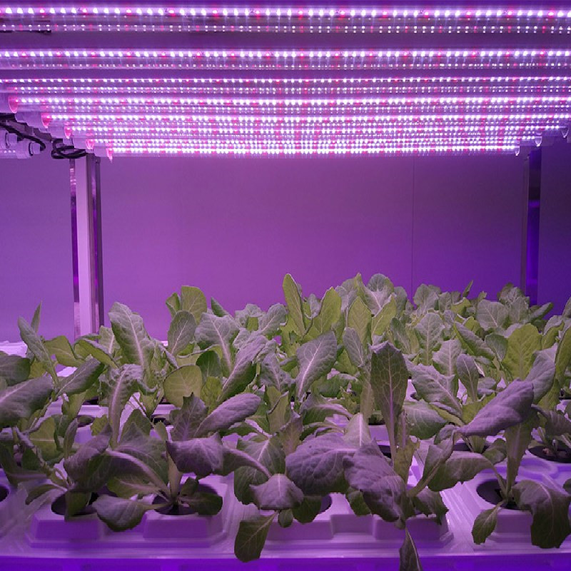 全光谱植物灯 全光谱植物生长灯管 T8植物生长灯管 西红柿植物生长灯管