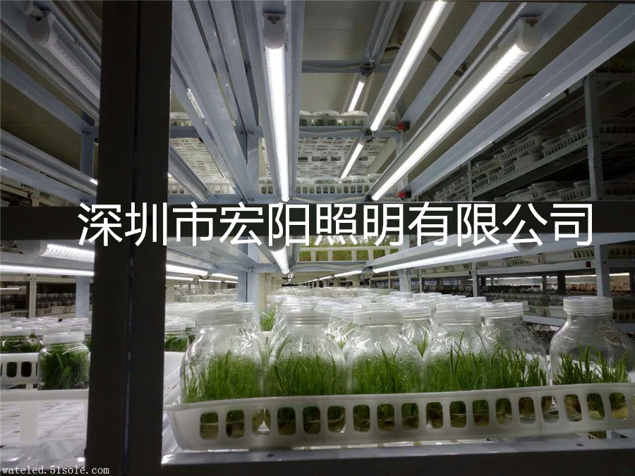 植物照明公司供应T8植物组培灯管 温室组培植物生长灯 温室照明生长灯