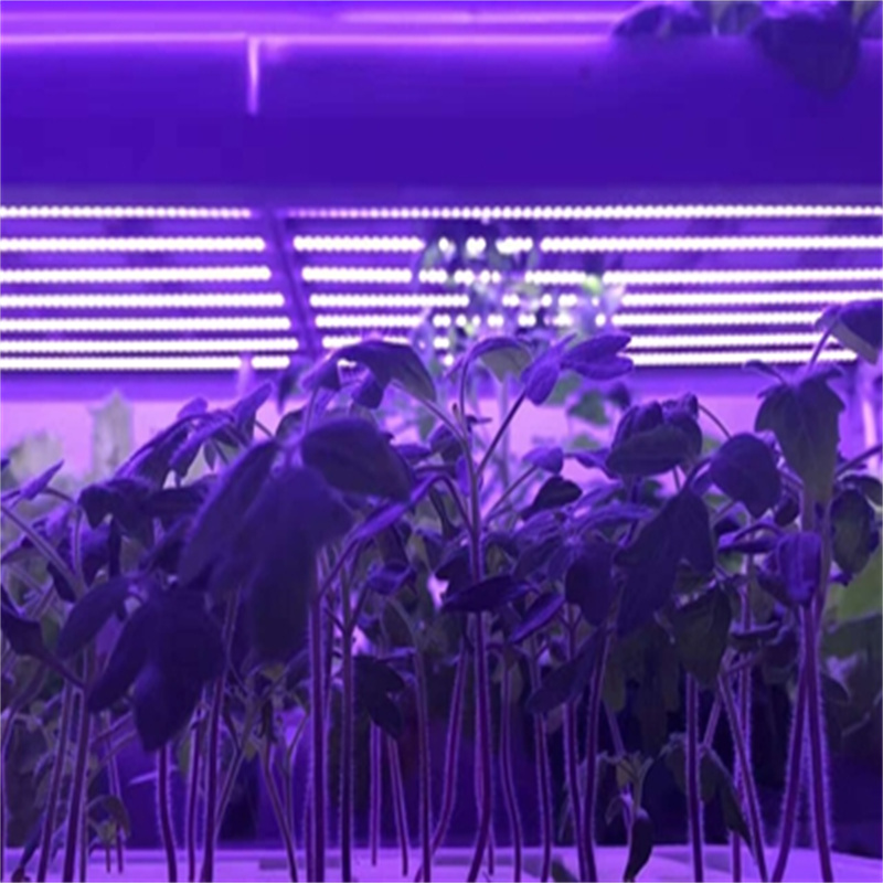 室内种植西红柿用什么灯补光 T8植物补光灯管 西红柿大棚补光灯管