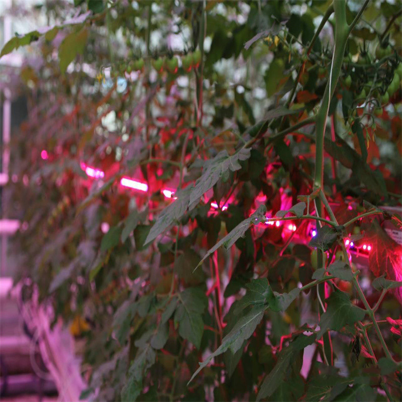 1.2米双排灯珠补光灯管 番茄大棚补光灯管 番茄温室补光灯 t8防水植物灯管