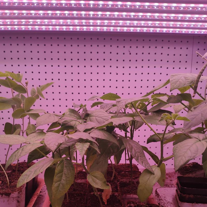全光谱植物生长灯对葡萄适用吗？	白色全光谱植物补光灯	