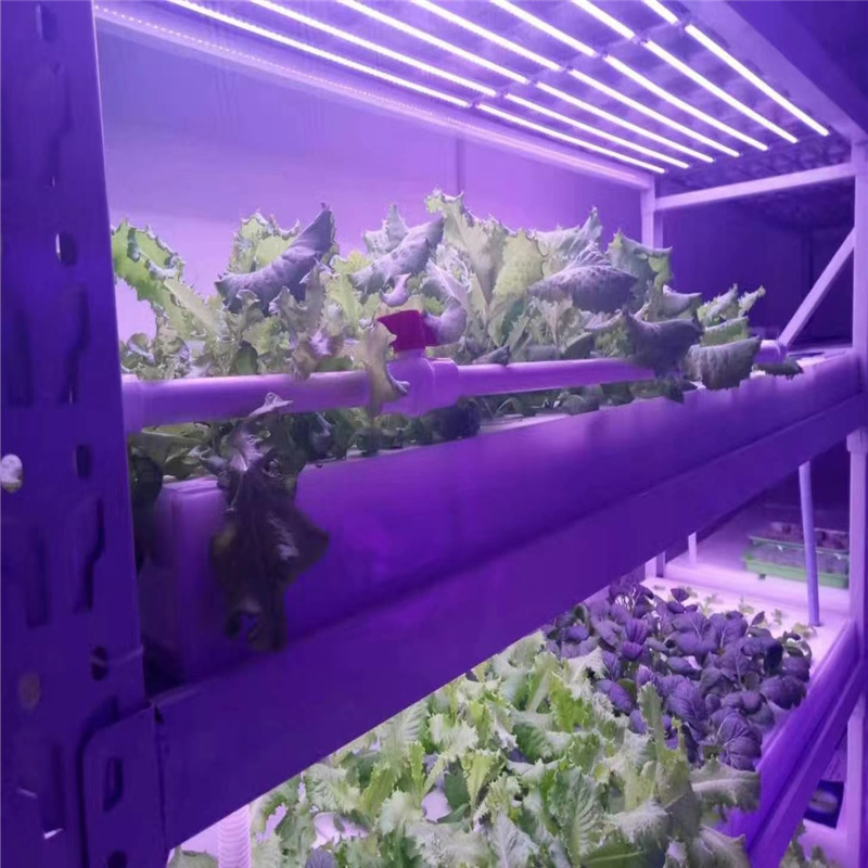 1.2米36W双排灯珠防水植物补光灯管 温室蔬菜瓜果补光灯管 组培育苗植物灯管